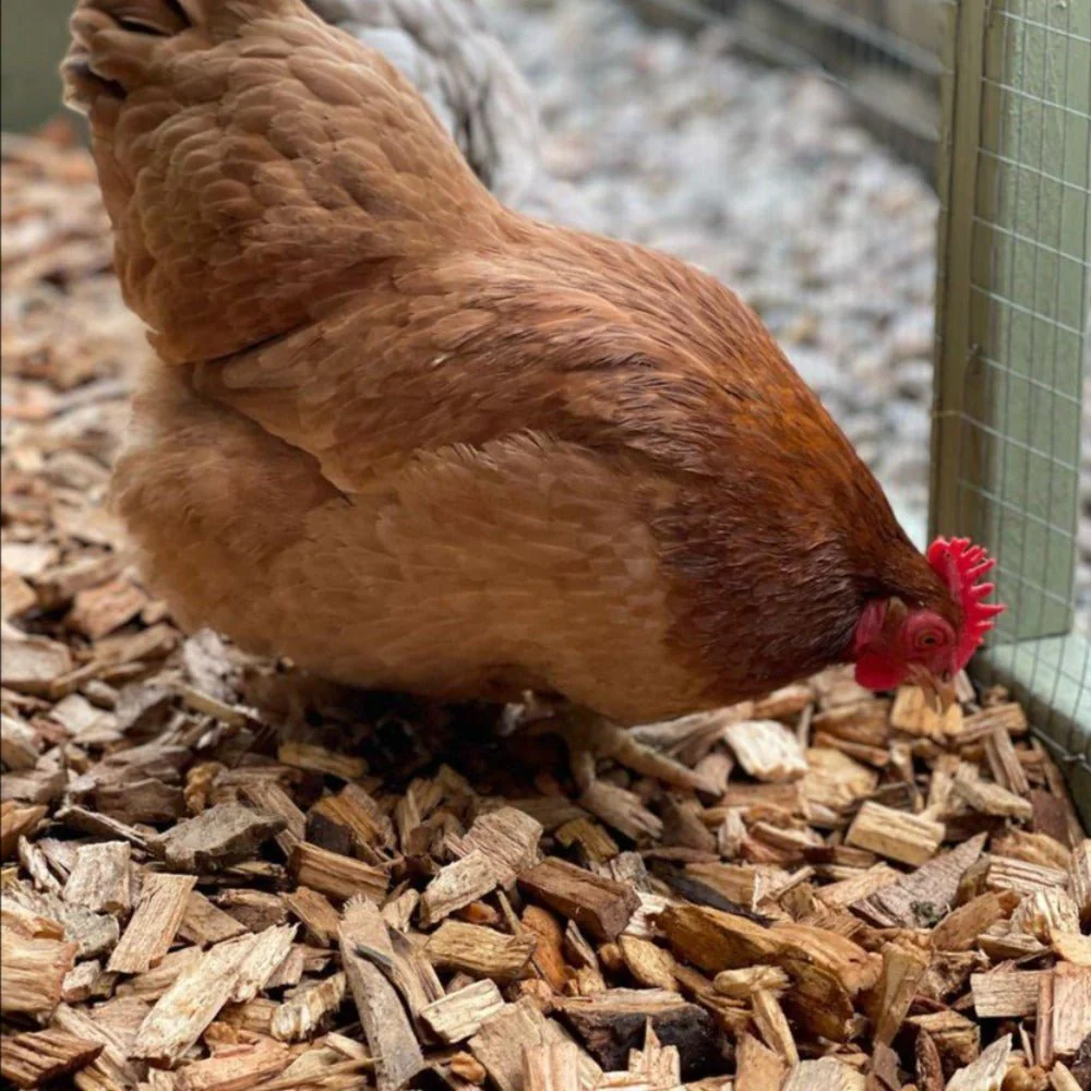Chicken Coop Chips - Image 3