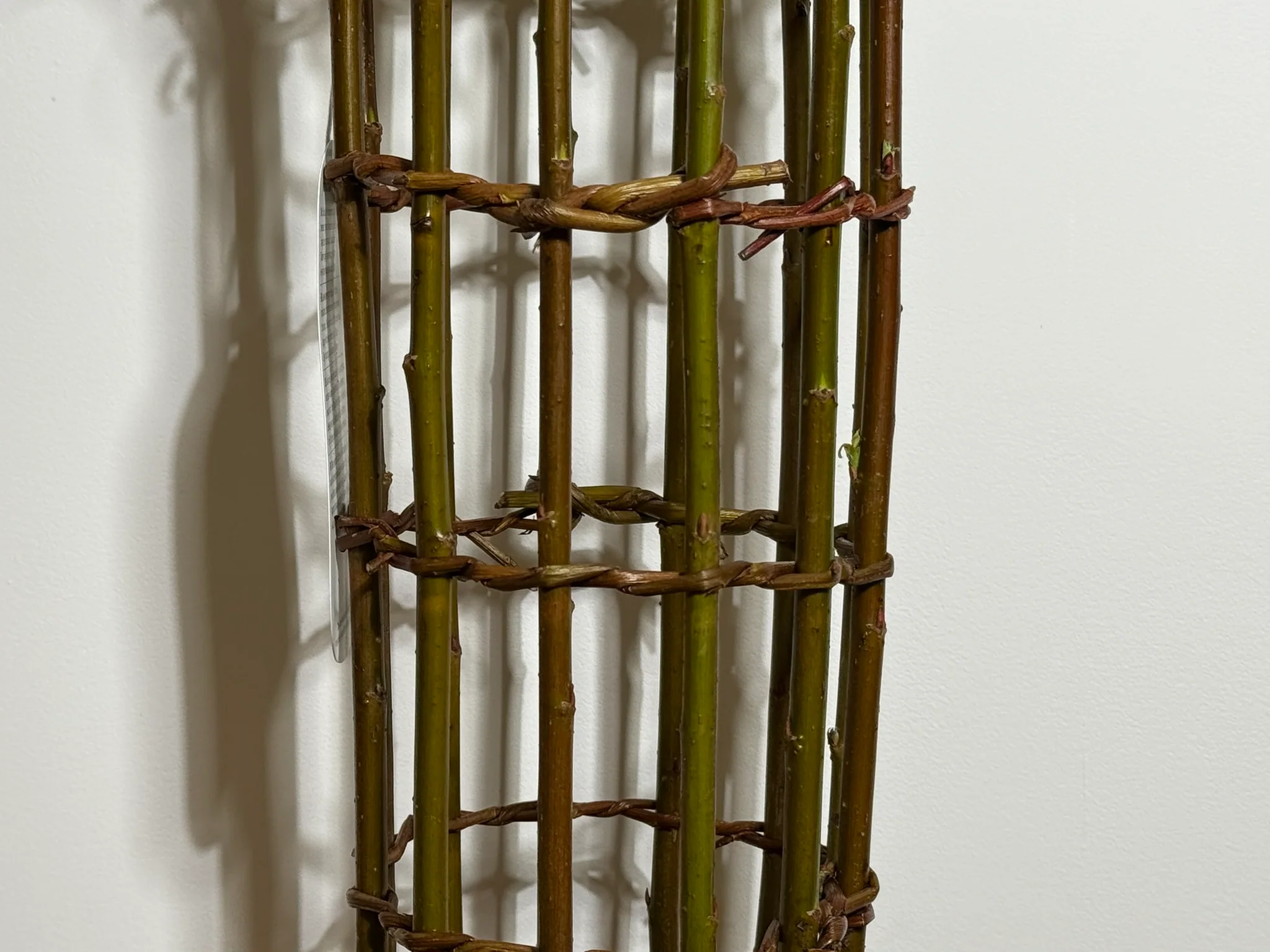 Salix Hybrid Americana Living Braided Willow Tree Sculpture 50cm, 15cm pot (50-09) - Image 3
