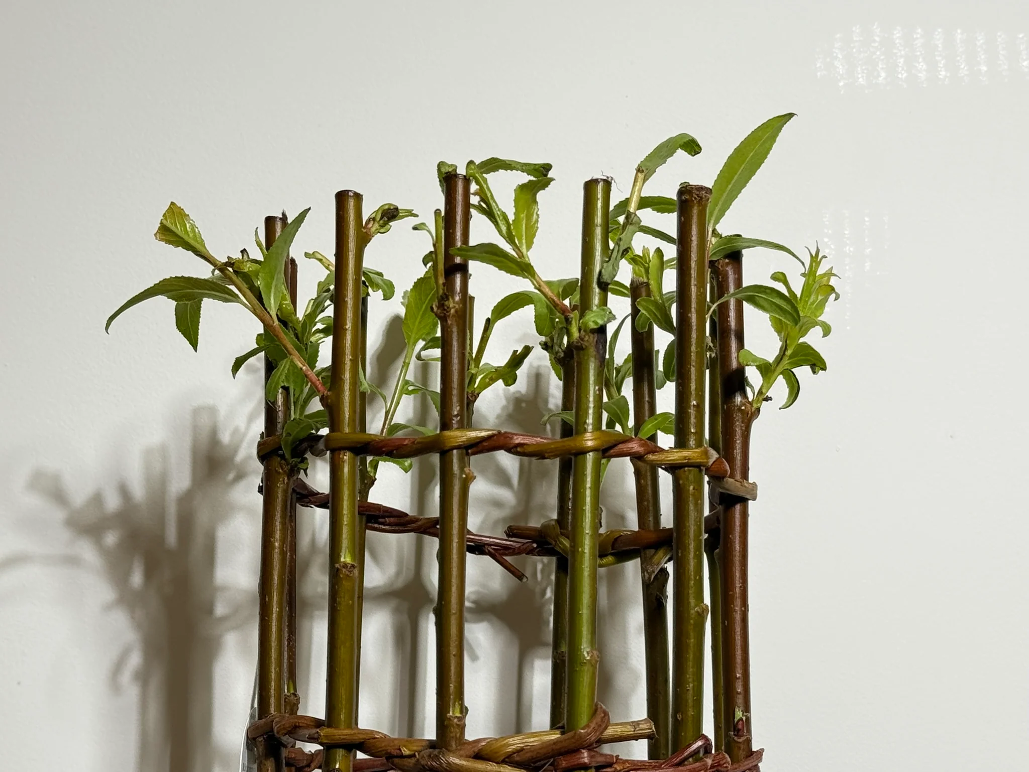 Salix Hybrid Americana Living Braided Willow Tree Sculpture 50cm, 15cm pot (50-09) - Image 4