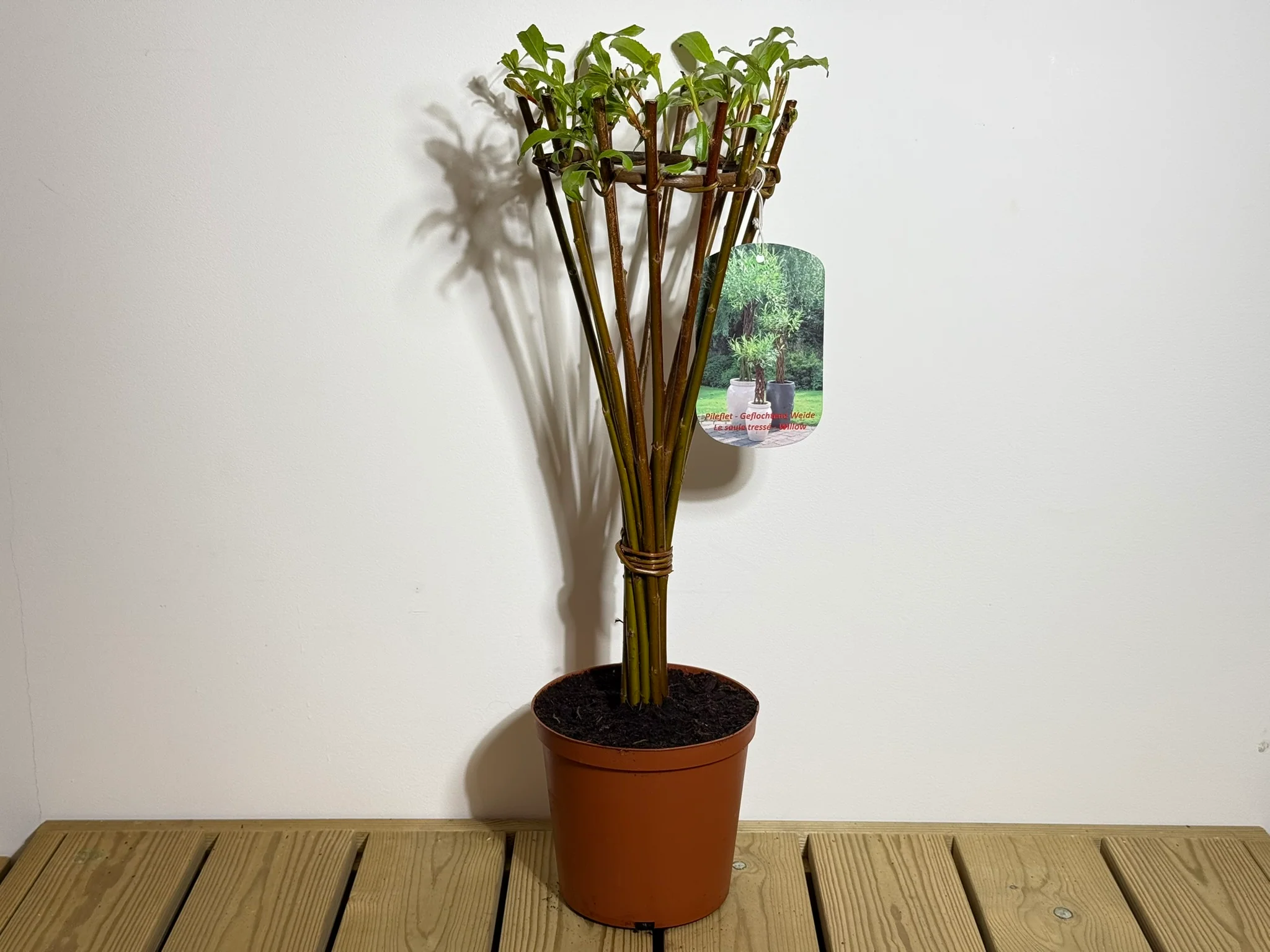 Salix Hybrid Americana Living Braided Willow Tree Sculpture 50cm, 15cm pot (50-06) - Image 4