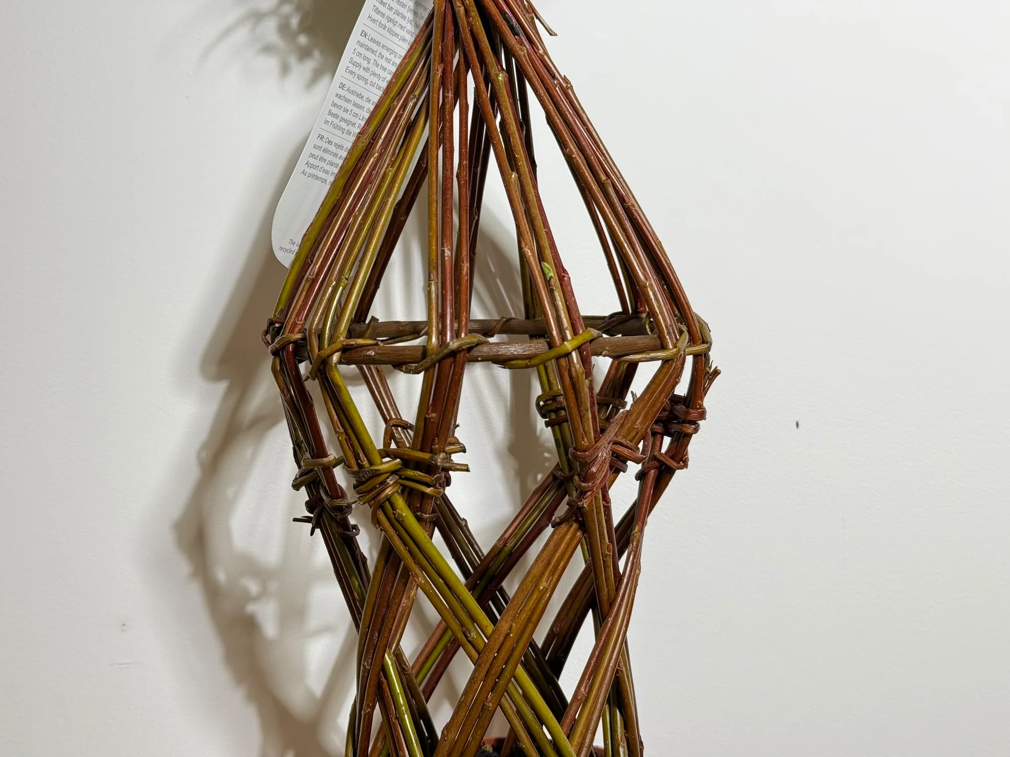 Salix Hybrid Americana Living Braided Willow Tree Sculpture 50cm, 15cm pot (50-01) - Image 3