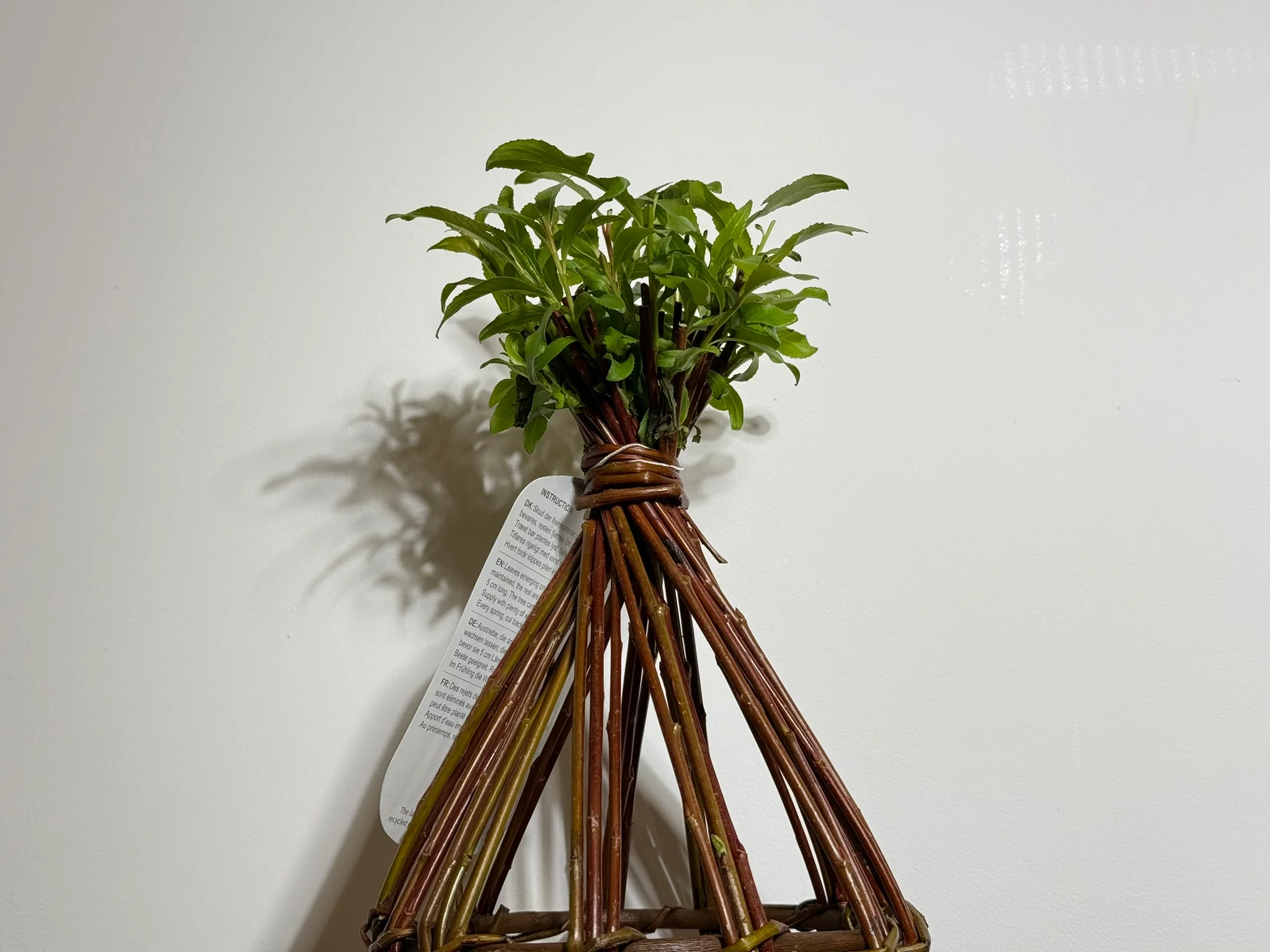 Salix Hybrid Americana Living Braided Willow Tree Sculpture 50cm, 15cm pot (50-01) - Image 4