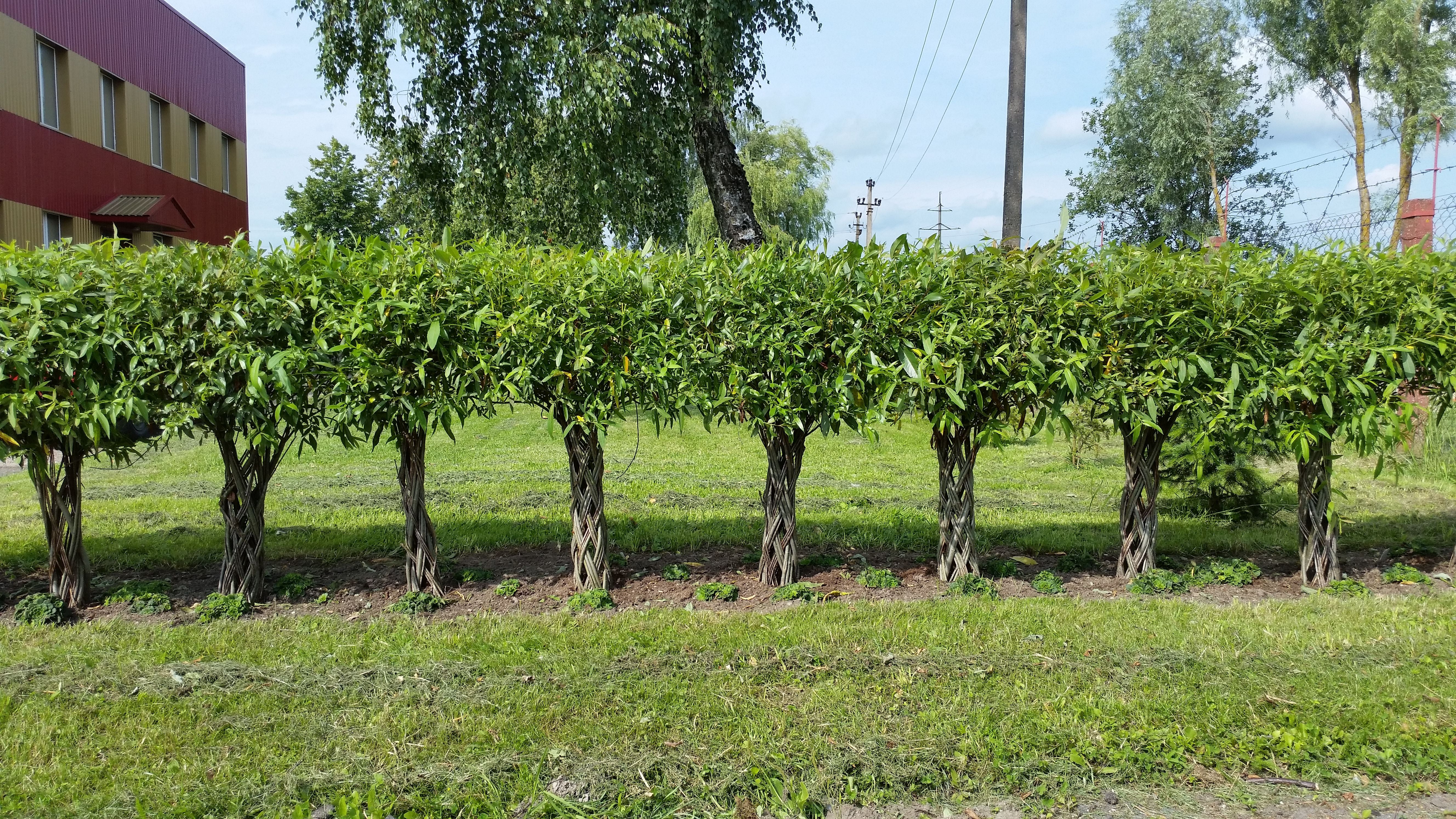 Salix Hybrid Americana Living Braided Willow Tree Sculpture 50cm, 15cm pot (50-06) - Image 7