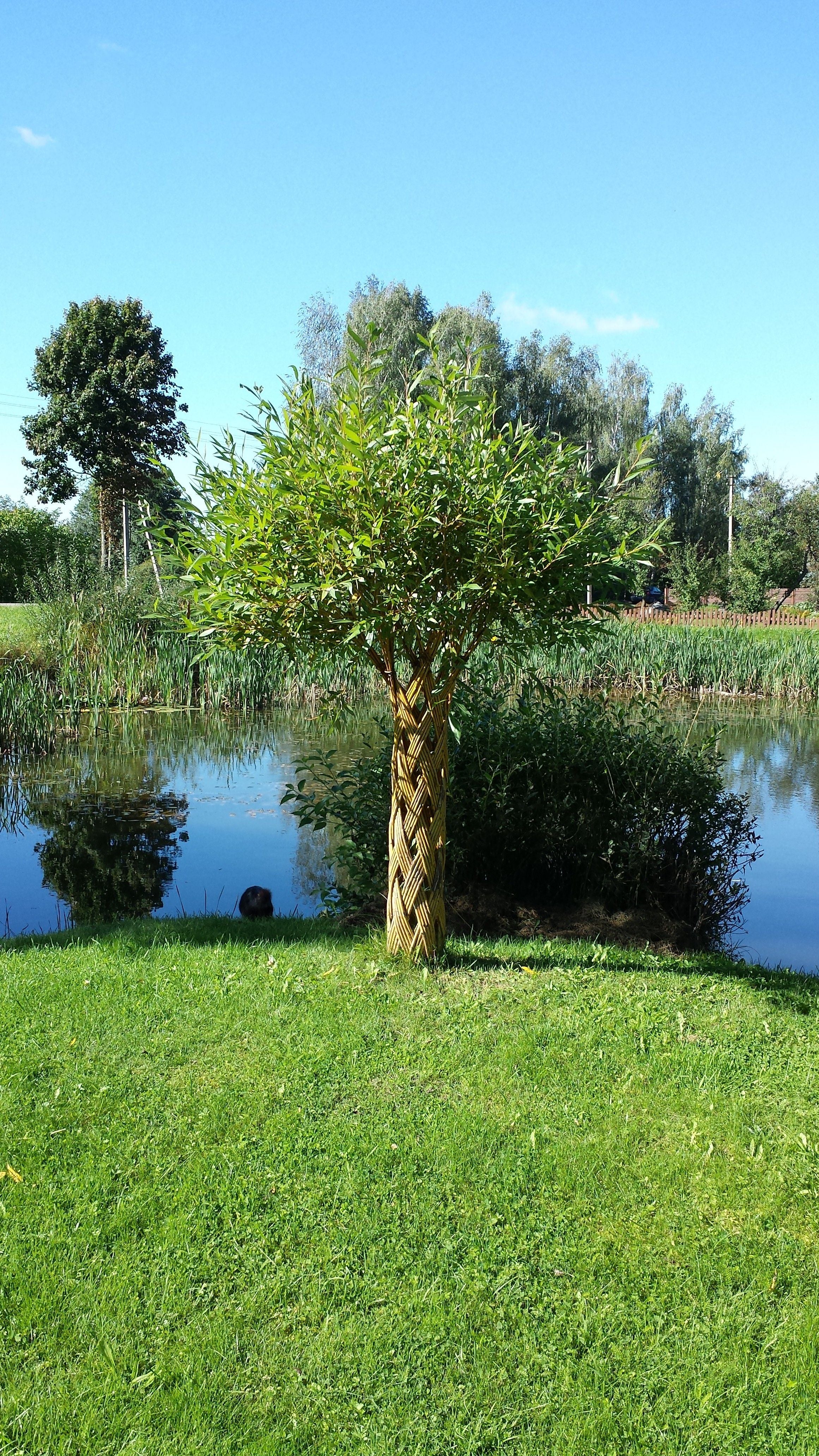 Salix Hybrid Americana Living Braided Willow Tree Sculpture 50cm, 15cm pot (50-06) - Image 9