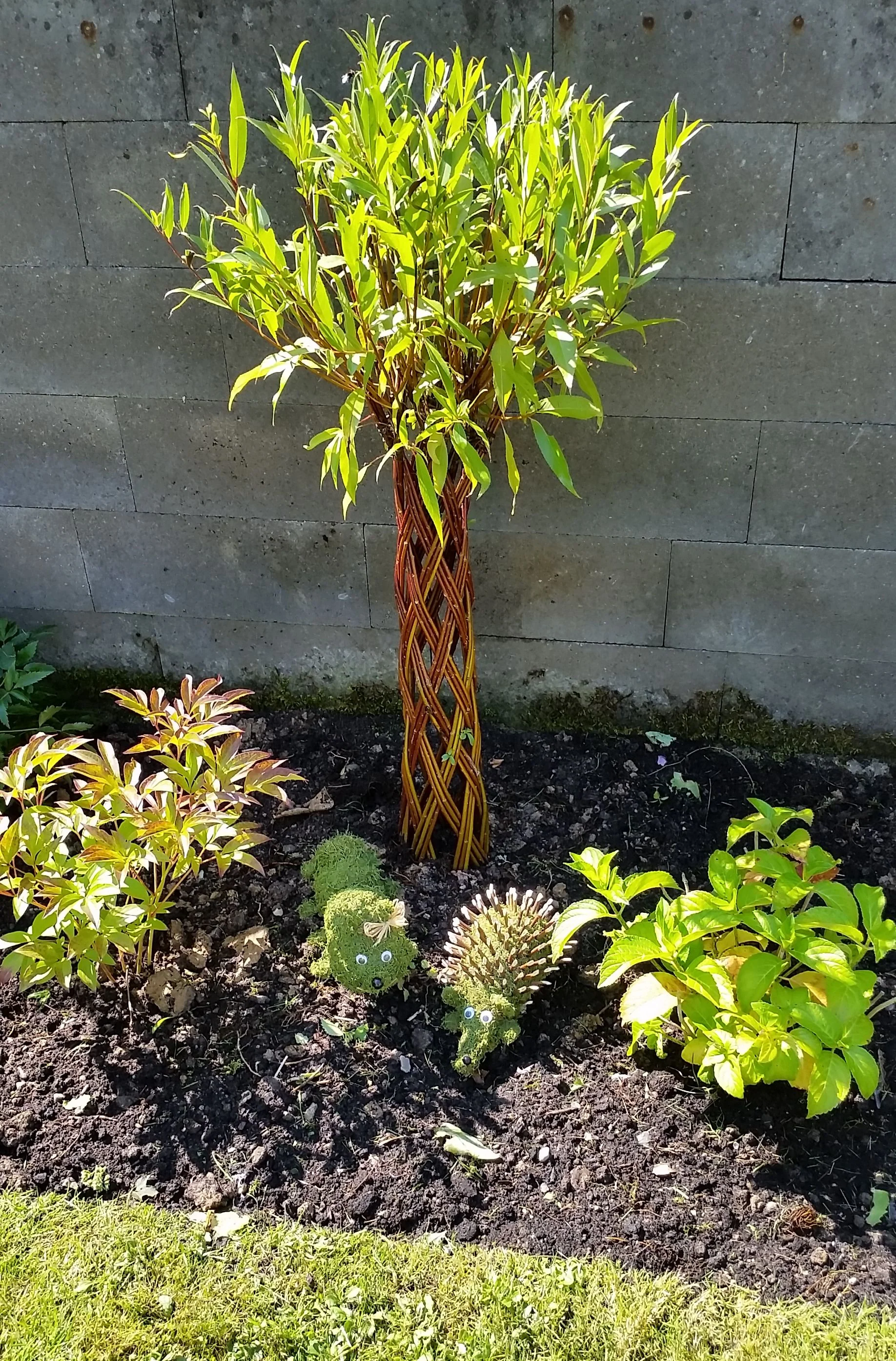 Salix Hybrid Americana Living Braided Willow Tree Sculpture 50cm, 15cm pot (50-06) - Image 11