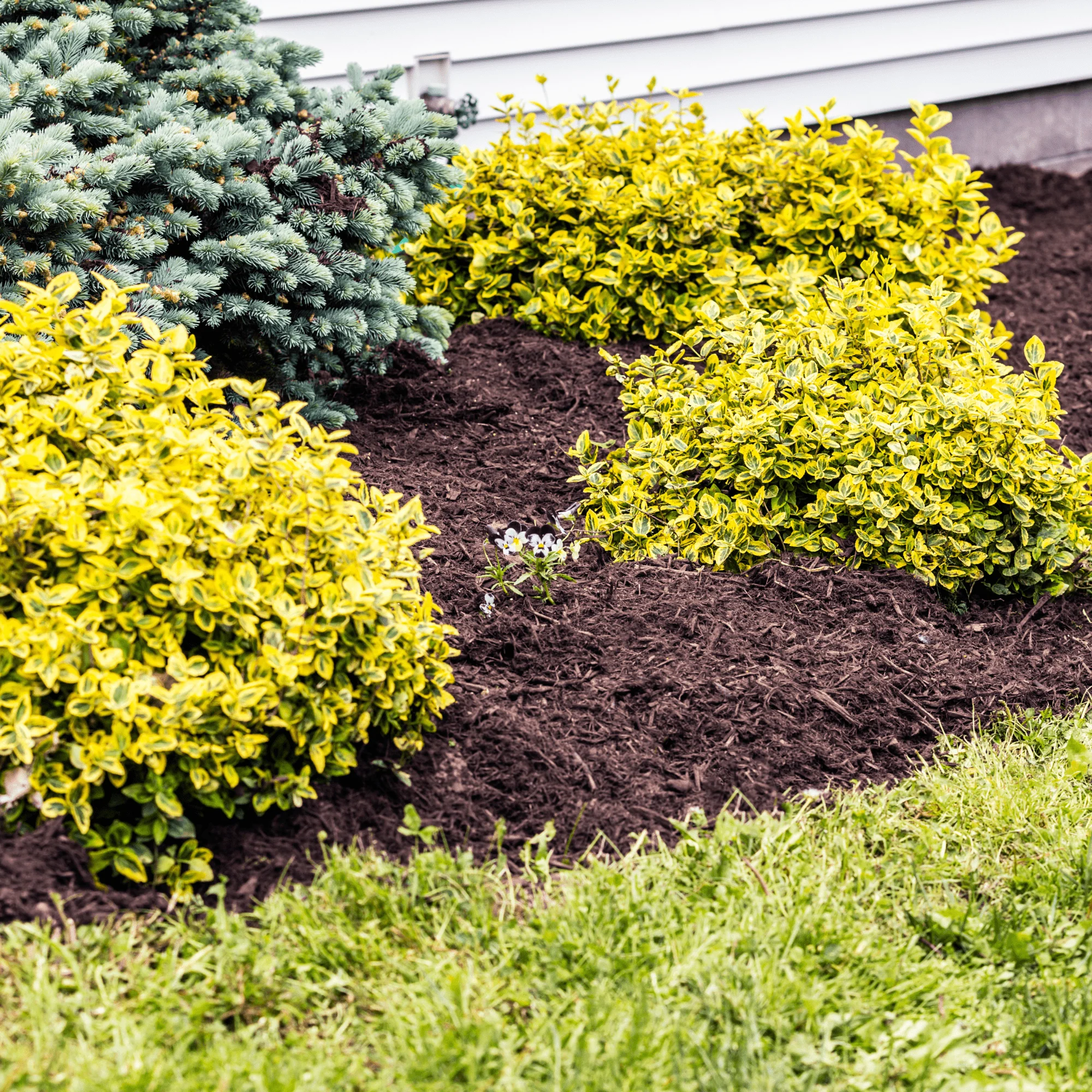 Springmix Compost Garden Mulch - Image 4