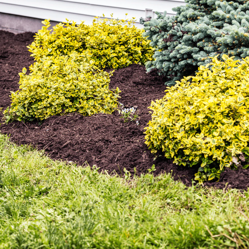 Wintermix Compost Garden Mulch - Image 4