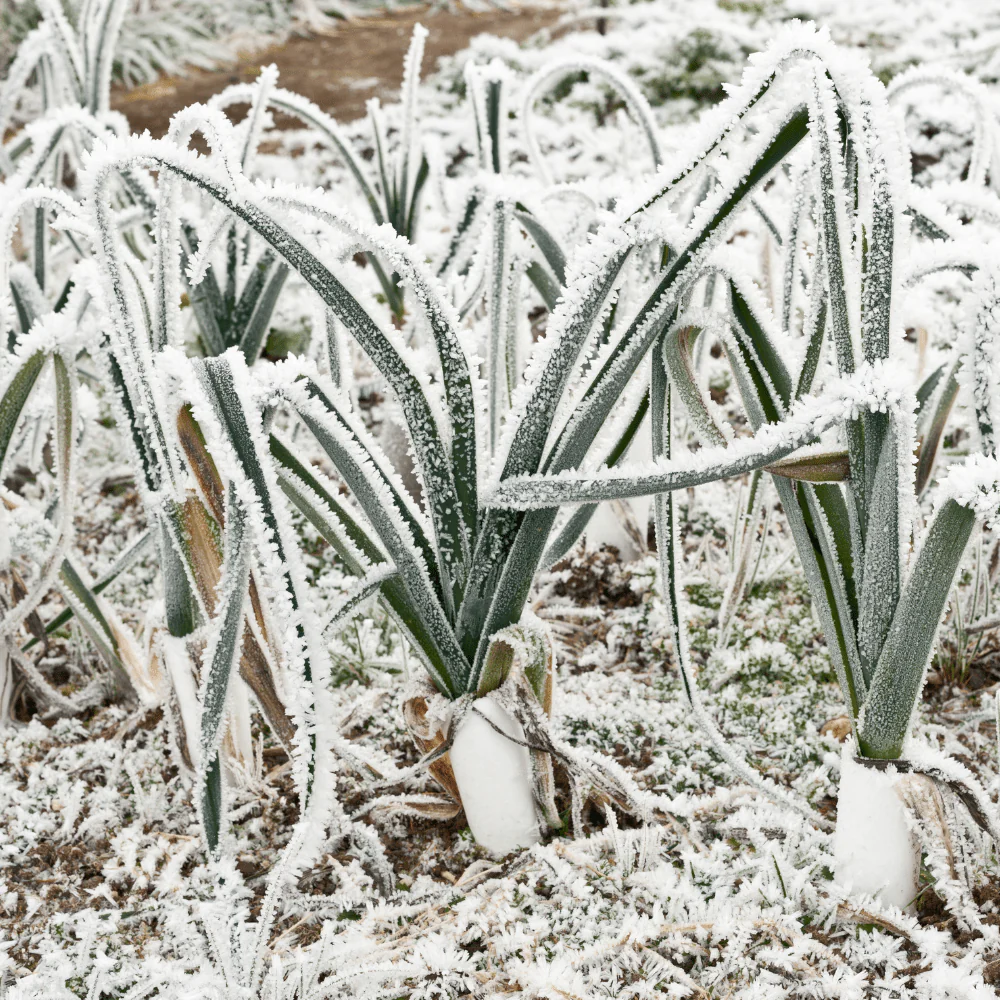 Wintermix Compost Garden Mulch - Image 6